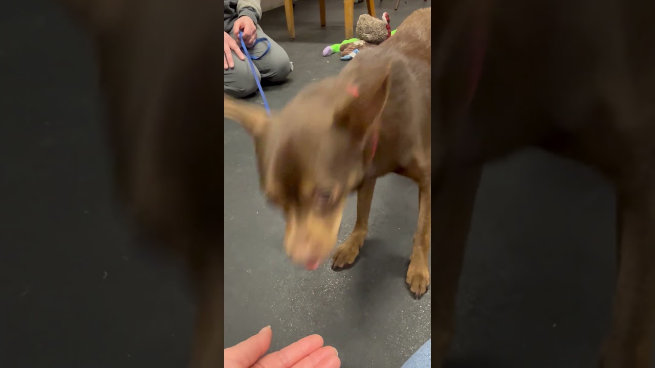 Chocolate - Adorable little sweetheart, an adoptable mixed breed in Oshkosh, WI video 6/6