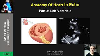 Anatomy Of Heart In Echo Part 3: Left Ventricle