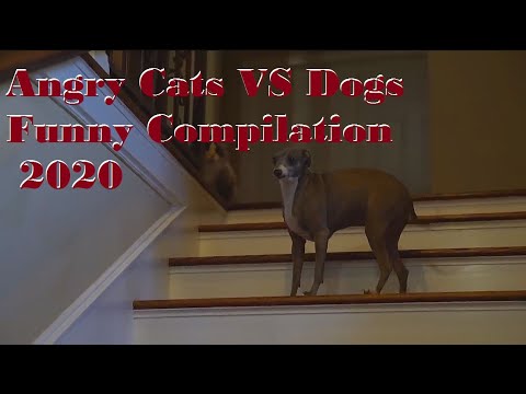 Angry Cats VS Dogs Funny Compilation 2020 !!!