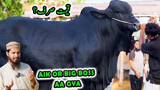 Aik Or SHOW STOPPER AA GYA 😍 Cattle Market Karachi