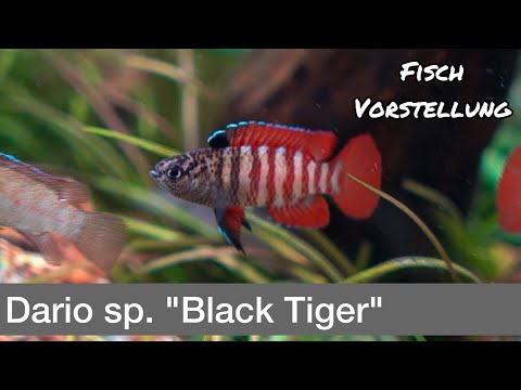 Dario sp. "Black Tiger" | Liquid Nature Fish Introduction