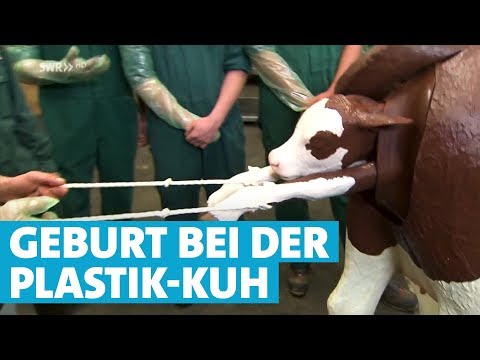 Das Kalb kommt! - Geburtshilfe am Kuhmodell in Aulendorf