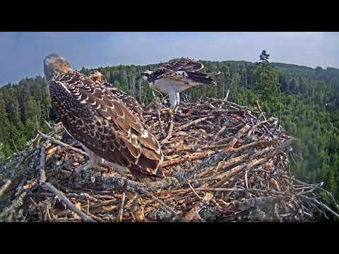 Osprey chick, 50 days after hatching, can already fly from one edge of the nest to the other.