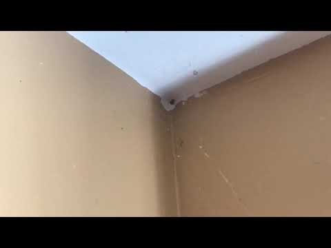 Spiders love corners in this Barnegat Light, NJ home