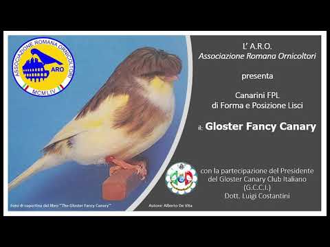 Il Gloster - Parte 1/5 (La storia),  di Alberto De Vita