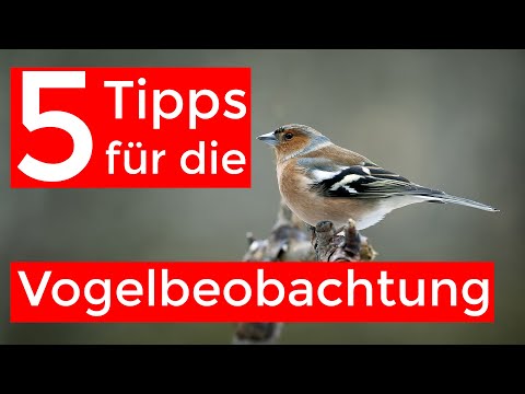 5 Tipps für die Vogelbeobachtung im eigenen Garten | Gewinnspiel!