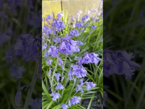 ブルーベルは剪定したほうがいいでしょうか？将来美しい花を咲かせるためにどのように世話をすればよいですか？  庭園