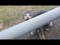 Angry Cat Attacks People