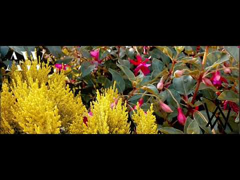 ALEX WAVE - VUELA 😢💔 New Song 2025.