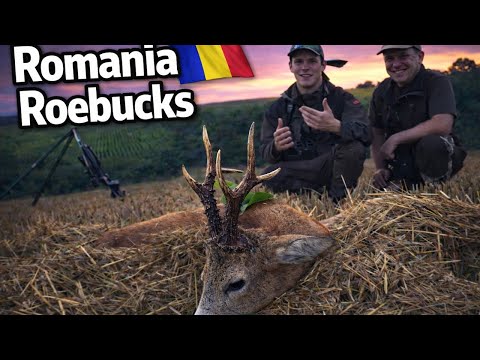 Giant roebucks in Romania - Hunter Brothers