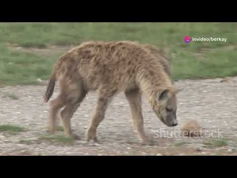 Türkiye'deki Sırtlan Türleri ve Popülasyonu