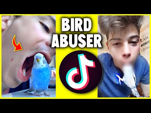 4 Terrible Things People did to their Budgies | Part 4