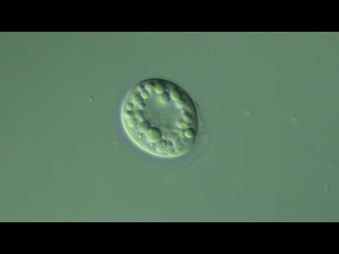 CCMP1788 Oxyrrhis marina