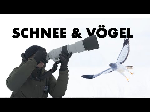 Wildlife photography in the snow | Deer, birds of prey & more