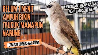 Download lagu Trucukan Gacor ROPEL PANJANG Saat Subuh COCOK untuk Pancingan Trucuk BAHAN dan MASTERAN TRUCUK Paud mp3 Download lagu Trucukan Gacor ROPEL PANJANG Saat Subuh COCOK untuk Pancingan Trucuk BAHAN dan MASTERAN TRUCUK Paud mp3