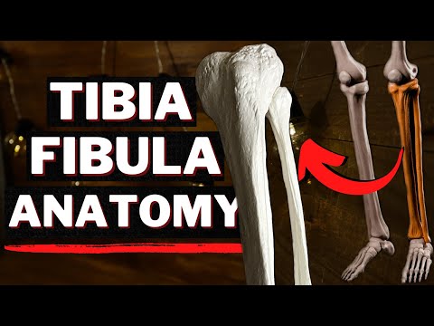 Structures of the Tibia & Fibula on a Model!