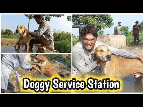 How to bathe your dog | Kutte ko nahane ka tarika | Village Life