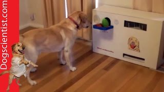 The Vending Machine - for DOGS?!