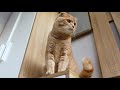 Ever Clean Fast Acting Doğal Bitki Özlü Hızlı Topaklanan Kedi Kumu 10lt