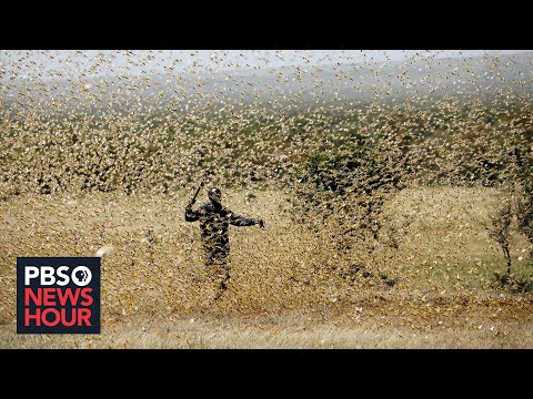 The pandemic threatens the people of East Africa -- and now locusts threaten their food