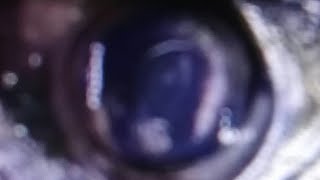 Zoom up➡Zoom outしただけの動画。目玉から、離れていく。これはいったい何か？