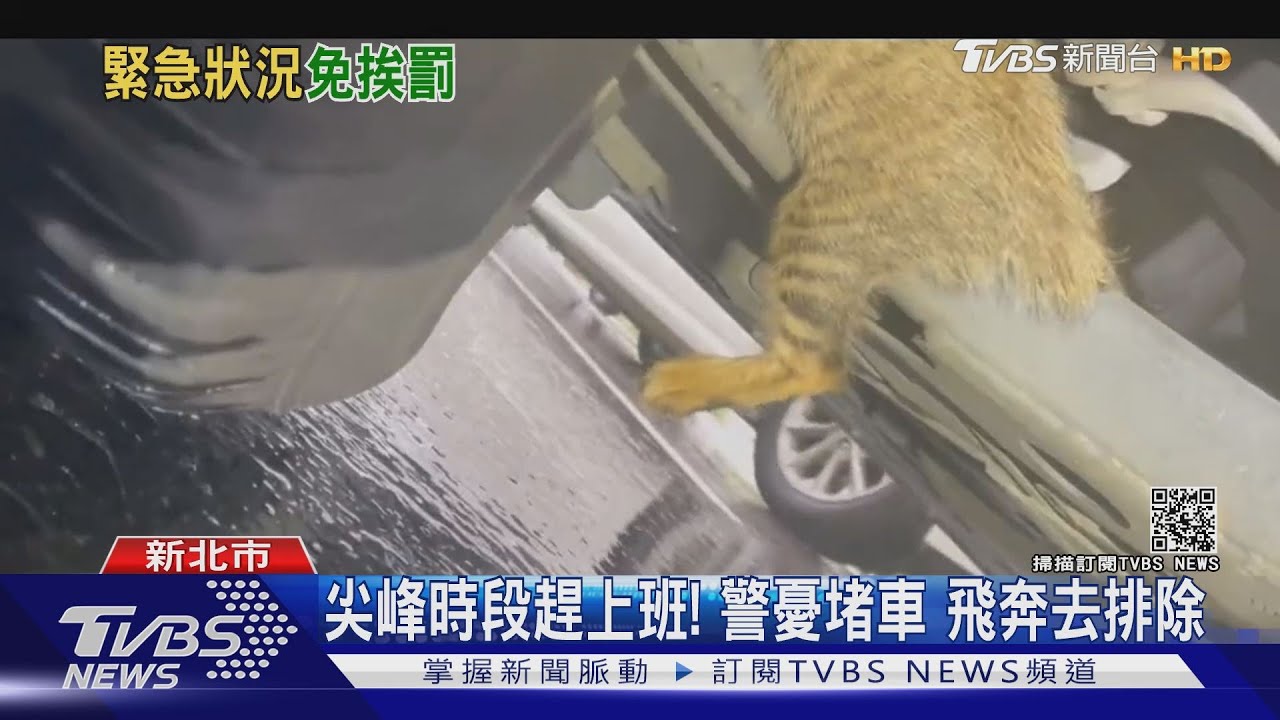 怎停在路中間!貓躲進底盤 轎車「快車道」急停免挨罰