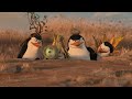 The Penguins' robbery ( Madagascar 2) in hindi