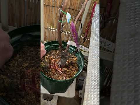 牡丹の開花時期 メンテナンスのヒント 開花期の後に何をすべきか