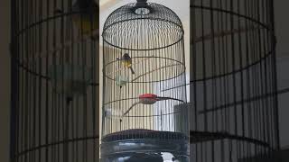 Download lagu Burung Sikatan Abu-abu bersuara tajam #shorts mp3