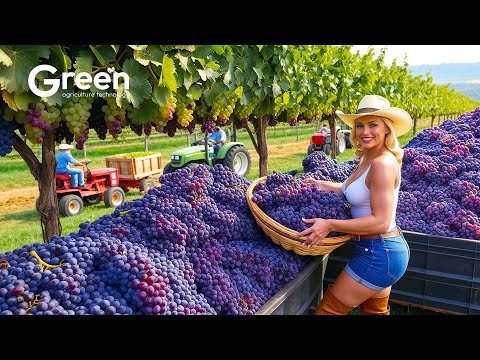 Grape Farming - Grape Harvesting & Wine Making Process in Factory 🍇 | Agriculture Technology
