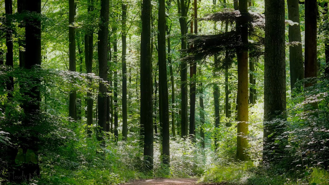 🌳 4K - Relaxing Nature Sounds For Stress Relief, Forest Sounds, Bird Song