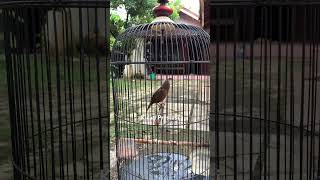 Download lagu Tembakan tepus kepala abu mp3