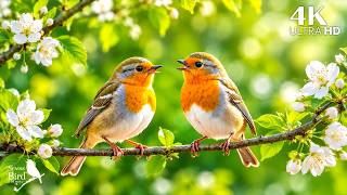 🎹 When the Forest Begins to Sing | Gentle Birdsong & Piano for a Peaceful Mind
