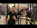 Zoo To You Episode 1 Okapi