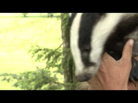 Lachender Dachs/ laughing badger