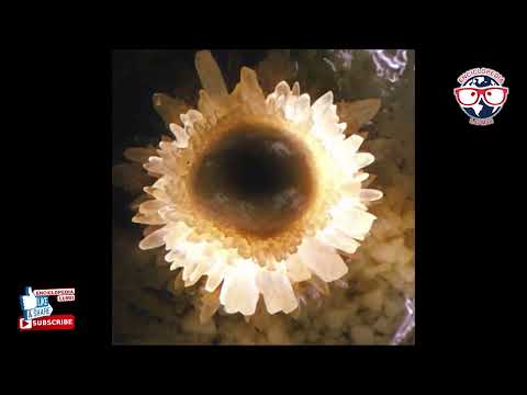 PEŞTERA PIATRA ALTARULUI, O MIREASĂ...