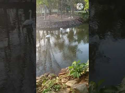 😍✨️🦢🦢🦢✨️😍