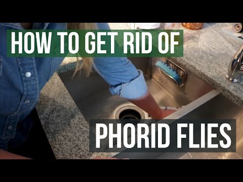 How to Get Rid of Phorid Flies (4 Easy Steps)