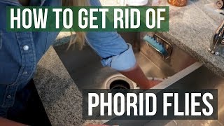 How to Get Rid of Phorid Flies (4 Easy Steps)