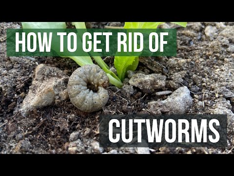 image-What keeps cutworms away?