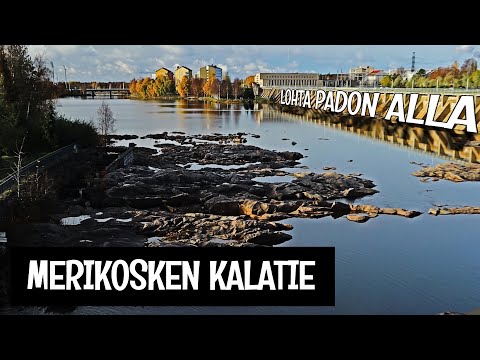 OULUJOEN AINOA KALATIE ESITTELYSSÄ - MERIKOSKEN PADOLLA PALJON KALAA