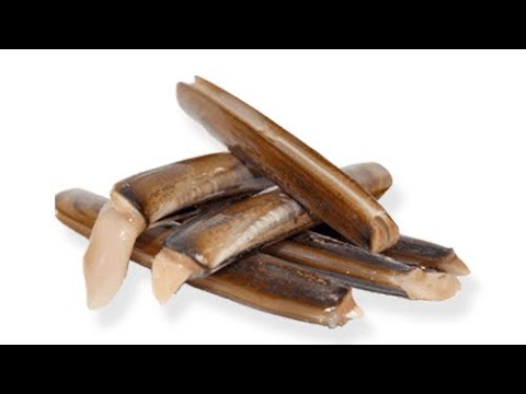 How to catch razor clams