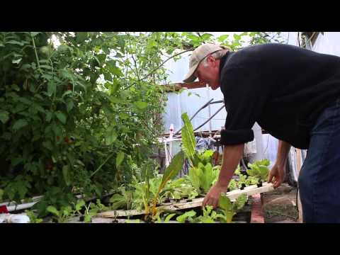 Aquaponics at Mountainside Lavender Farm - YouTube