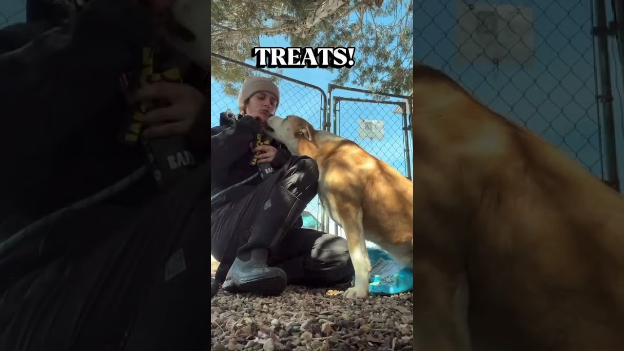 Penelope, a Adoptable Mixed Breed in Durango, CO video 2/3
