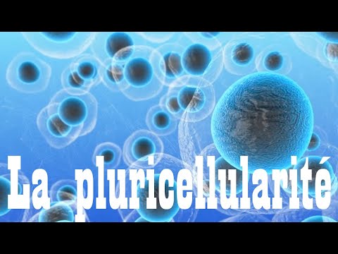 Capsule : "La pluricellularité"