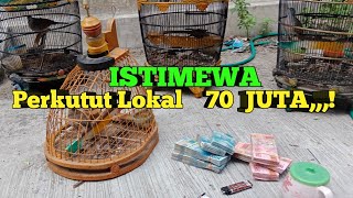 Download lagu 70 JUTA PERKUTUT LOKAL TEMBUS!!! suara DAHSYAT plus katuranggan mp3