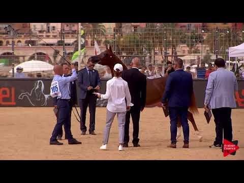 N.105 AJ SANAD - Menton 2018 - Yearling Colts (Class 6B)