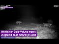 Mogelijk wolvenpaar op de Zuid-Veluwe