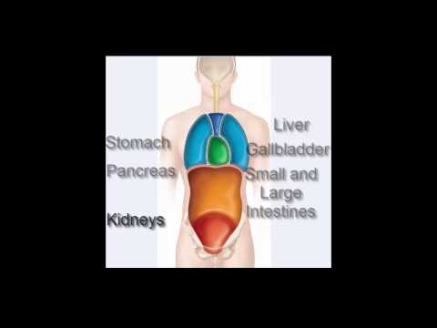 Body cavities Anatomy & Physiology