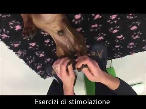 Simulatori di osteocondrosi Dolore dalla parte posteriore a sinistra dove il cuore è